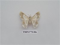 藏品(尺蛾341)的圖片